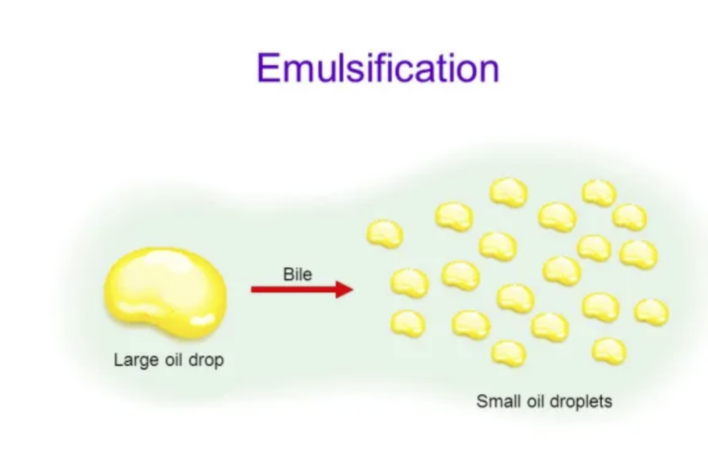 Emulsification in Biology