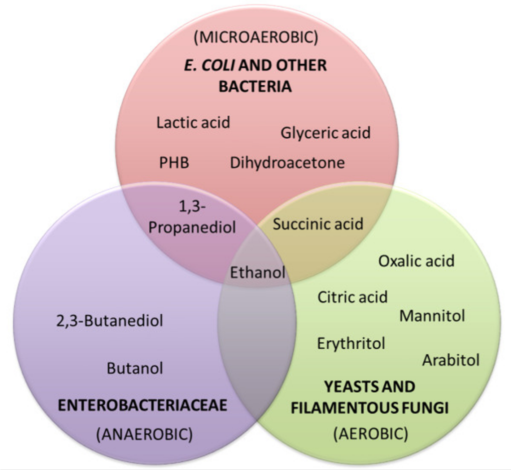 fermentation microorganisms
