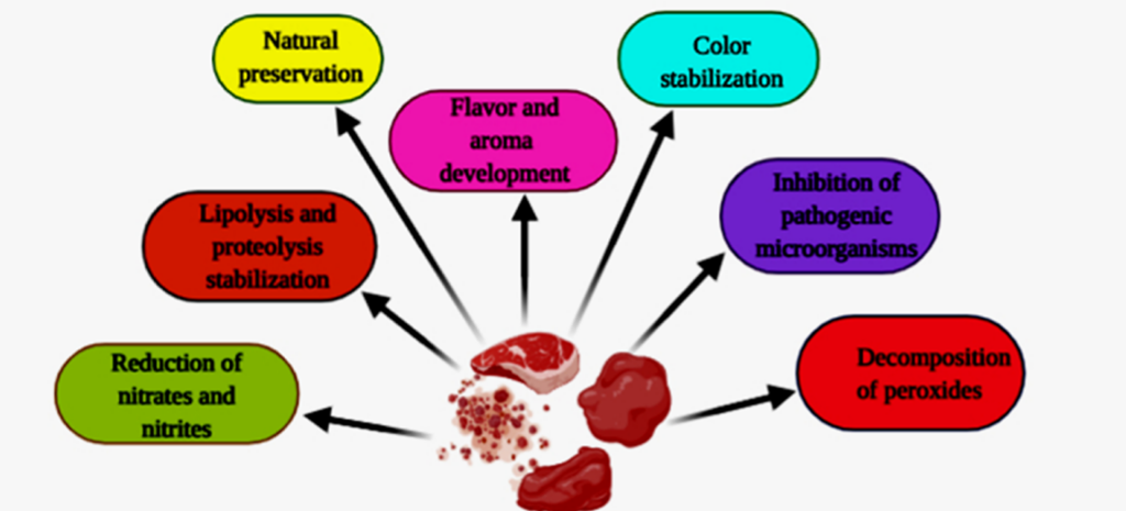 bacterial fermentation
