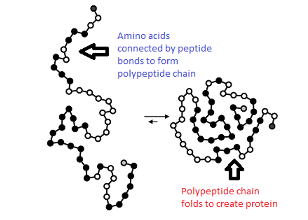 biosynthesis examples