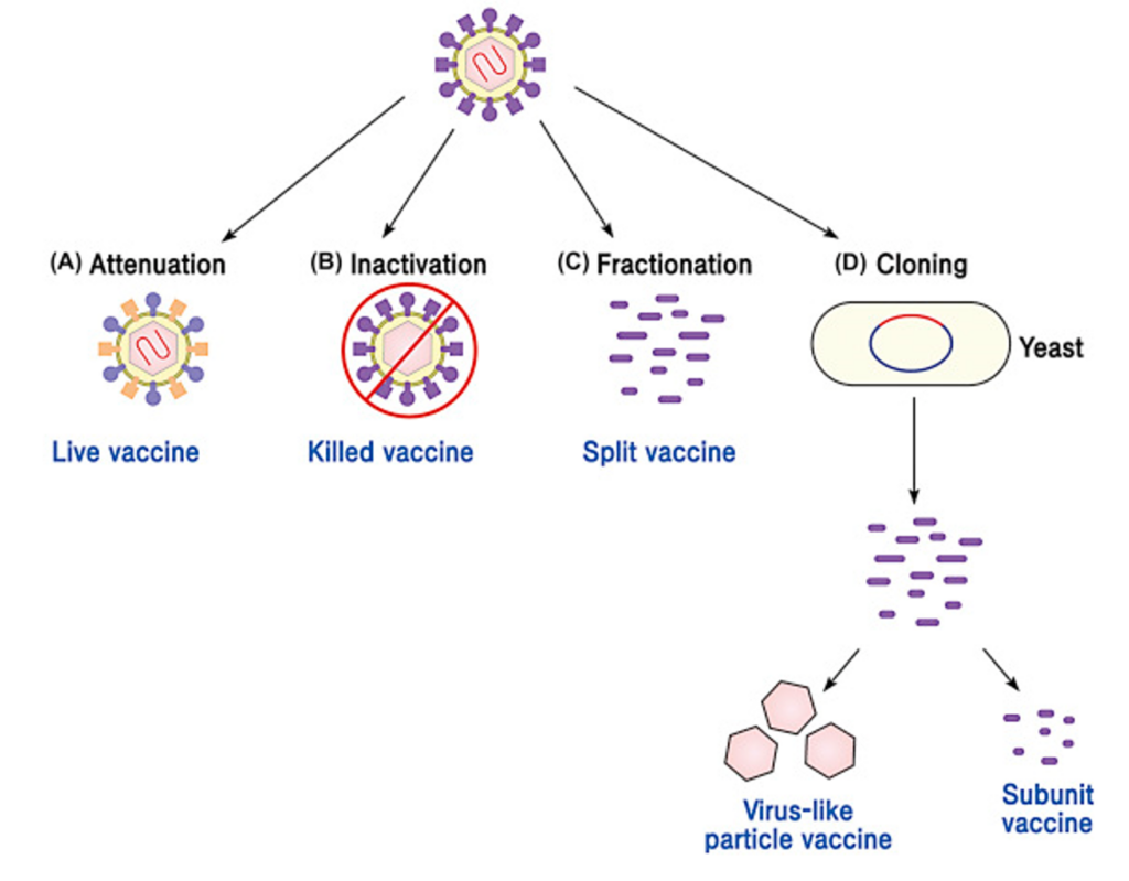 modified live vaccine