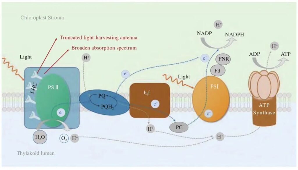 Optimization and upgrade of microalgae photosynthesis