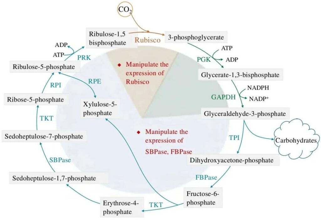 Optimization and upgrade of microalgae photosynthesis