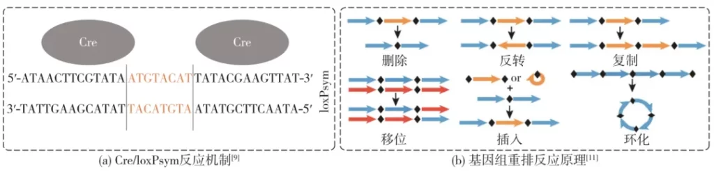 Flexible, intelligent and automated cell factory-2