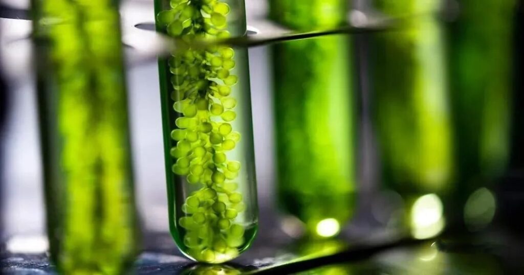 Photobioreactor For Algae Cultivation