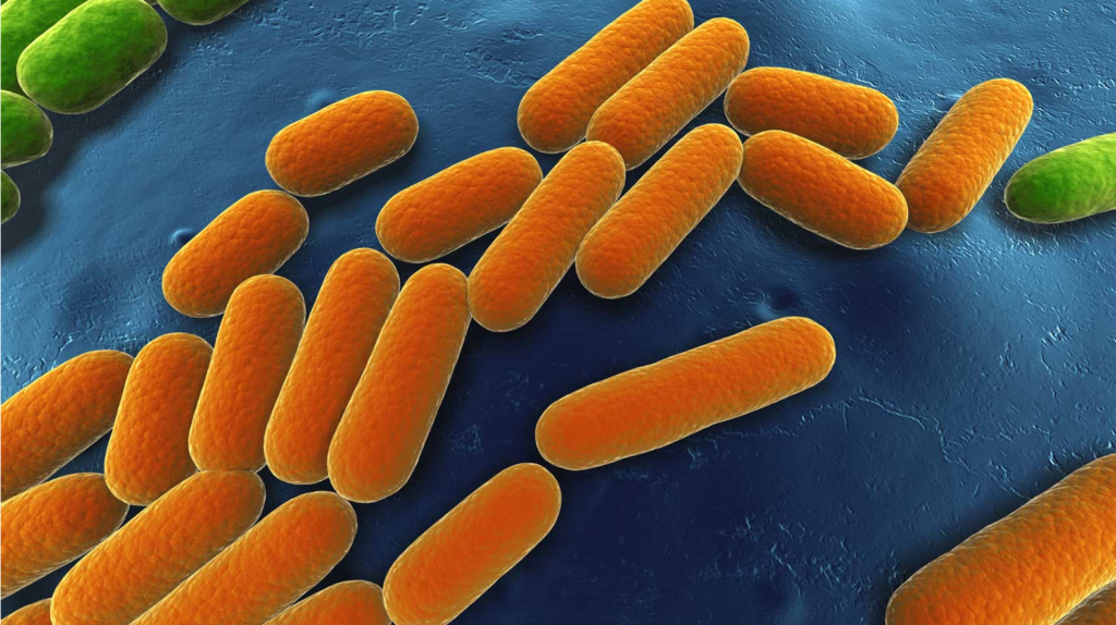 fermentation microorganisms